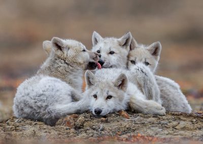 Polygon Pack of Arctic wolf (Canis lupus arctos). White Scarf rests with the pups after the other adults unsuccessfully tried to separate a calf muskox from a herd. The natural history of Arctic wolves on Ellesmere Island, Cananda. This project originated as a National Geographic Magazine pitch with Kathy Moran (senior natural history editor at National Geographic Magazine). We spoke about the scale of the work and Kathy suggested we pitch it as a join Magazine and NatGeo WILD television project through Janet Han Vissering (Senior Vice President, Development and Production, Nat Geo WILD). The production company was Market Road Films, run by Tony Gerber and based in New York City. There were four of us for the first 7 weeks: Ronan Donovan, Tony Gerber, Luke Padgett and Adam Amir. The project is located on Ellesmere Island in Nunavut Canada. The island is the furthest northern landmass in Canada and is west of Greenland. 40% of the island is permanent icecap with rugged mountains. It’s a very harsh place to live. This project focused on 2 different packs of Arctic wolves. The first pack, located at the end of June, was made up of 3 adults and 2 puppies. This pack was located 50 miles to the southeast of the Eureka Weather Station in a place called Wolf Valley, near Vesle Fjord at the base of the Fosheim. The wolves were named for the story, the Wolf Valley Pack - Mom, Dad, Big Sis and The Pups. Mom was probably 5-6 years old, Dad was 7-8 and Big Sis was 2-3 years old. Unbeknownst to me, a biologist - Dean Cluff – had attempted to collar the wolves as this same den 4 years prior and it didn’t go well. The female ended up moving the pups after two days of pressure from the biologists and they were unable to collar any of the wolves. As a result, it seemed, the female – Mom – was shy of humans and made filming very challenging. The first month of the project was very challenging as a result of not being able to get closer than ¼ mile to the den and to the w