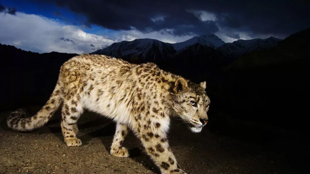 Snow Leopard of Afghanistan